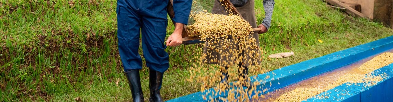 Kahvede Asidite Ne Anlama Gelir? – Detaylı Rehber